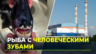 В ямальском водоёме ловят пираний и черепах