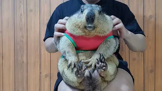 chubby marmot wearing size XXL