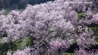 となみ野遠近・ケアポート庄川の桜