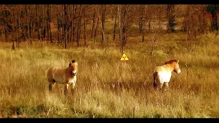 ЭКСКУРСИЯ В ЧЕРНОБЫЛЬ, ПРИПЯТЬ | TOUR TO CHERNOBYL ZONE PRYPYAT [Край Х]