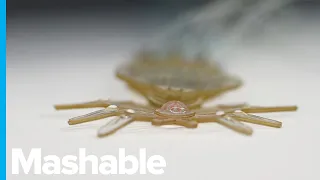 This Tiny Robotic Spider Might One Day Perform Surgeries Inside Your Body