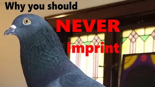 Pet Pigeon Behavior, Aggression and why you SHOULDN'T imprint