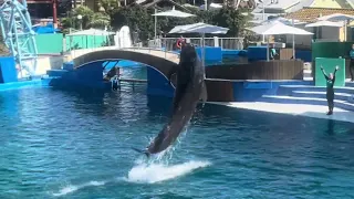 DOLPHIN ADVENTURES at SeaWorld San Diego 3/11/24 (JOSH/JACOB ADVENTURES)