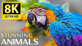 EXCELLENT ANIMAL 8K ULTRA HD (60 FPS) • Relaxing music and nature sounds 8K TV