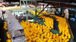 Amazing Food Processing Machine - Oranges, Grapefruit processing line Technology