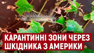 Білий американський метелик завдав шкоди на Херсонщині