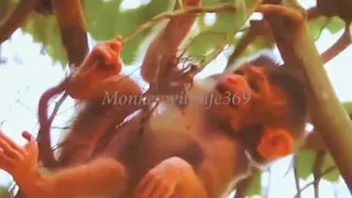 Baby Monkey's Struggle and Fall from Tree Top | @MonkeyWildLife369