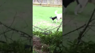 Little dog vs big dog connection