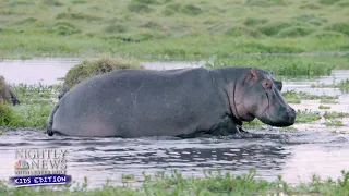 Into The Wild: A Look At The River Hippos | Nightly News: Kids Edition