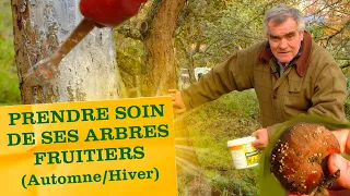 Prendre soin des arbres fruitiers: entretien, taille, bon gestes et traitements en Automne et hiver