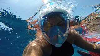 Snorkeling & Scuba Diving with big Whale Shark video 4k - Sun Island 2017