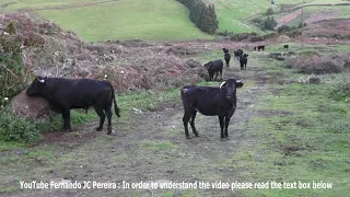 Chamando Os Touros - Calling The Bulls - EG Cattle Ranch - Azores