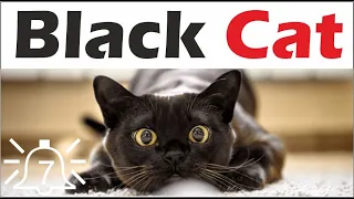 Funny Cats Reaction Fails Try Not To Laugh 2024#funny #funnyvideo #fun #blackcatmajk #2024