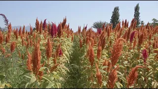 “FOMENTO AL CULTIVO Y CONSUMO DE AMARANTO: POTENCIACIÓN CHILE - MÉXICO”