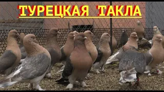 Коллекция Турецкой таклы Василия Николаевича в Краснодаре!