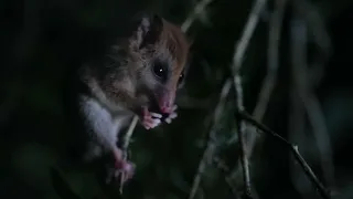 Monito del Monte - Parque Neltume