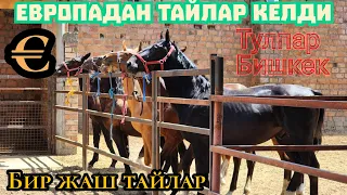 ЕВРОПАДАН тайлар КЕЛДИ 💎 ТАНДАЛГАН 💥ТУЛПАР БИШКЕКЕ