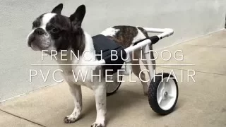 DIY French Bulldog PVC Dog Wheelchair