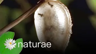 Parasitic Wasps Vs Mantis Eggs - Explore the Wildlife Kingdom