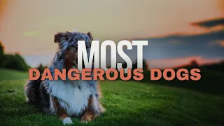 Top 10 Most dangerous Dogs In The World-Travel Video