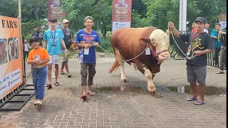 Detik Detik Peserta Cilik Bawa Sapi 1 Ton🔥🐂, Juara Kontes Sementara