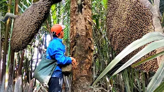 Săn Bắt Ong Rừng Ám Ảnh Với Hai Tổ Ong Quá Hung Chịu Không Nổi