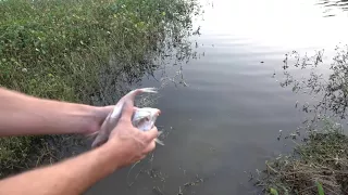 Throwing in a Whole Bag of Shad at Once!