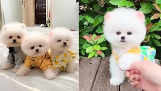 Cute and Funny Pomeranian Videos 107 #Shorts