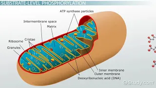 Substrate level Phosphorylation and Oxidative Phosphorylation