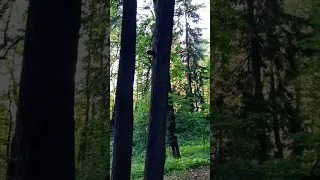 Пение птиц в лесу 🐦 Singing birds in the forest