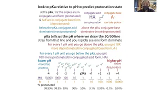 Basic amino acids, comparing basicity, & predicting protonation states based on pH and pKa