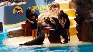 Sea lion show Loro Parque