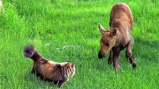 Fluffiest Cat Meets Baby Moose Twins