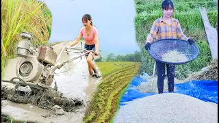 The life of a rice plant and a farmer girl. Peaceful life / Living with nature