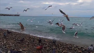 🔔СОЧИ-КОРМЛЮ ЧАЕК, ГОЛУБЕЙ НА МОРЕ.ОТДЫХ НА МОРЕ ЛАЗАРЕВСКОЕ. / Жизнь в Ялте