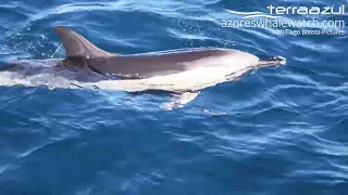 Sperm whales, Common and Bottlenose Dolphins in São Miguel, Azores | TERRA AZUL™