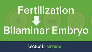 Fertilization to Bilaminar Embryo | Early Development | Embryology