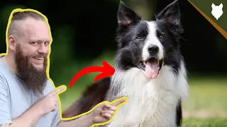 BEST PRODUCTS FOR YOUR BORDER COLLIE