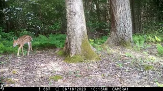 Trail cam: Doe and fawn, gray fox, fisher and bull moose