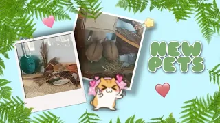 НОВЫЕ ПИТОМЦЫ - ХОМЯКИ КЭМПБЕЛЛА ❤️ || ПОКУПКА ХОМЯКА 🐹 || ЗАСЕЛЕНИЕ ХОМЯКОВ 🌿