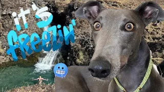 GREYHOUND watches Mum wild swim at GLENBRITTLE, plus forest & beach walk…Part 5 Isle of Skye