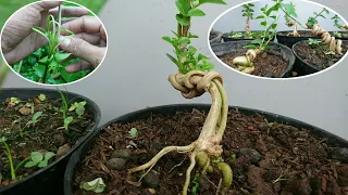 How to make a bonsai trunk character || Premna Microphylla