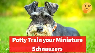 How to easily potty train Miniature Schnauzers?