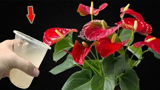 Pour 1 Cup Into The Root! Weak Anthurium Suddenly Sprouts And Blooms Continuously