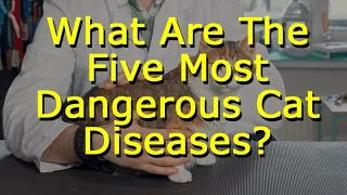 What Are The Five Most Dangerous Cat Diseases?