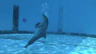 watchin' Hope, the baby dolphin calf