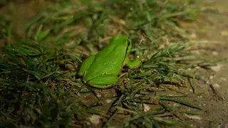 Ein Froschkonzert am Bildschirm