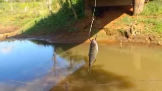 Oque falta de água tem de peixe nesse corrego do Rio só Gigantes Pescaria caipira