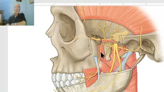 Anatomy of head and neck module in Arabic 29 (Middle meningeal artery) , by Dr. Wahdan
