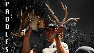 FIRST MOOSE SHEDS OF THE YEAR | SHEDHUNT [EP 12]